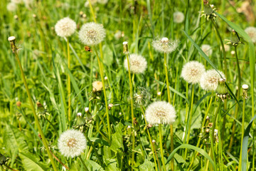 dandelion flower on green grass