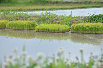 初夏の水田　田植え前
