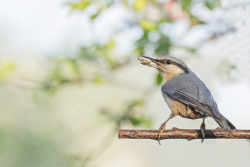 Birds in morning joy