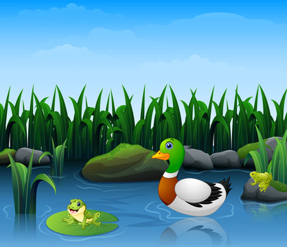 Ducks swim with frogs in the river