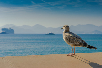Seagull on the background of the sea. Summer sea voyage