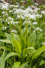 Allium ursinum. Planta con flores de Ajo de Oso.