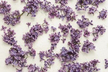 Lilac flowers on a white background. Spring background. Top view