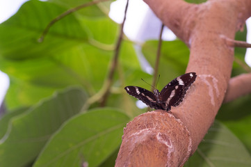Black swallowtail on branch