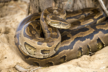 Python de Seba, Python sebae, Parc national des oiseaux du Djoudj, Sénégal