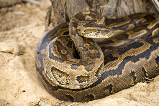 Python de Seba, Python sebae, Parc national des oiseaux du Djoudj, S&eacute;n&eacute;gal