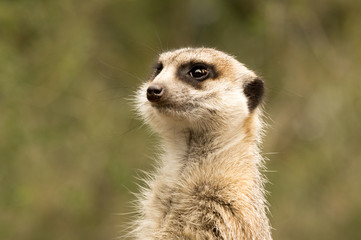 Meerkat portrait
