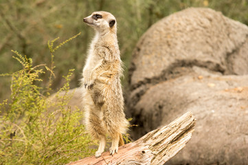 Meerkat looking left
