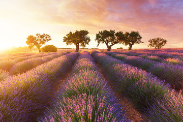 Lavender field in Provence during sunset - obrazy, fototapety, plakaty