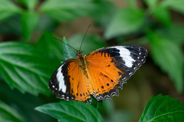 Fototapeta na wymiar Monarch wings spread