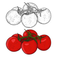 Tomatoes. Hand drawn sketch