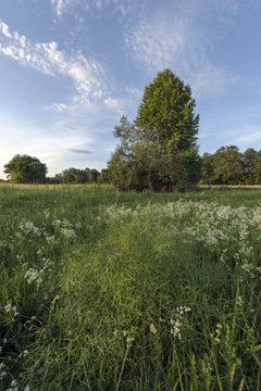 Pairie au printemps
