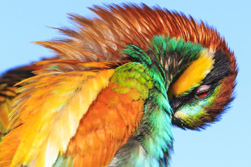 Obraz premium wonders of nature - a beautiful bird of colored feathers