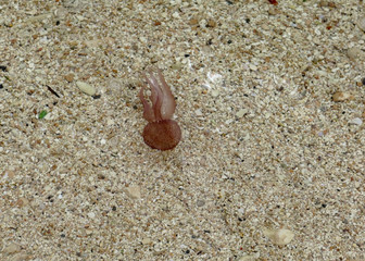 small jellyfish swimming in the waters of the Mediterranean Sea