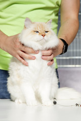 Fototapeta premium Portrait of Ragdol cat in feline expo