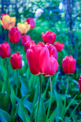 Obraz premium Red and yellow tulips on a flower bed in the park