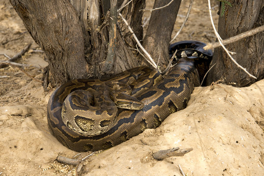 Python de Seba, Python sebae, Parc national des oiseaux du Djoudj, Sénégal