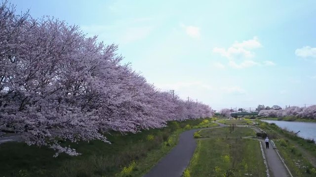 埼玉県・蓮田市・桜空撮