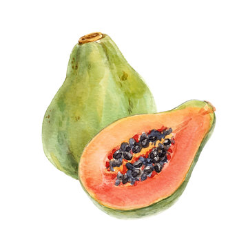 Watercolor papaya vector set