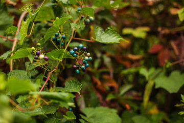 wild cyan berries, growing on a bush,