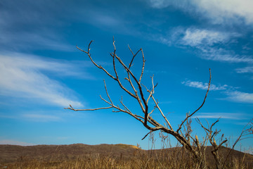 Tree Bare dry Branches on bright blue sky background