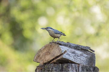 Birds in morning joy