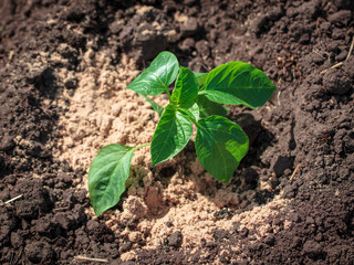 Planting seedlings in the garden
