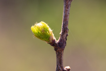 Young green leaves on grapes in spring
