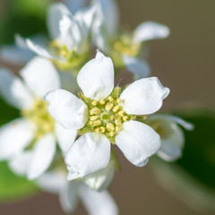 Flowers on the branches of a tree in the nature