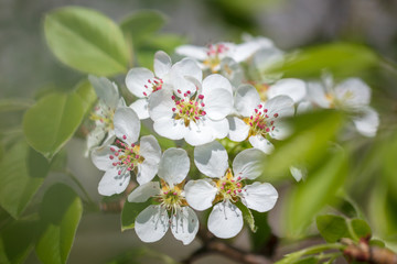 Flowers on the branches of a tree in the nature
