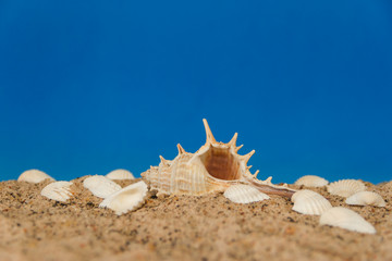 minimalist background representing the summer with snails clams goggles and sand on celestial