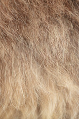 Wool on a cat as an abstract background