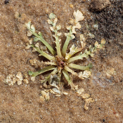 Plant in the sand after melting snow
