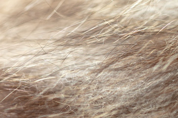 Wool on a cat as an abstract background