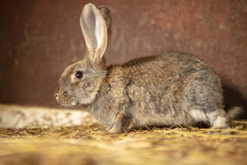 Naklejka na ściany i meble Portrait of a rabbit on a farm
