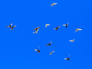 A flock of pigeons in flight against the blue sky