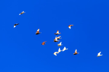 A flock of pigeons in flight against the blue sky