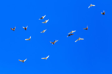 A flock of pigeons in flight against the blue sky