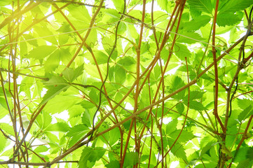 Bright young green foliage. Abstract background.