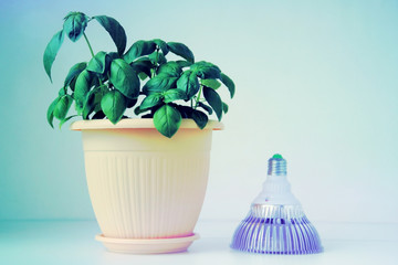 Basil growing in a pot and fitolamp - eco-friendly led lamp, green lamp