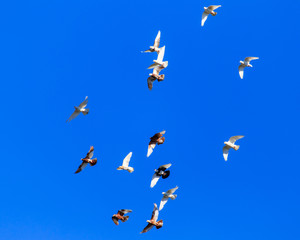 A flock of pigeons in flight against the blue sky