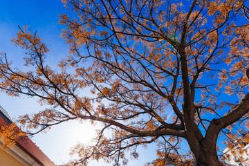 trunk and branches of a tree with yellow leaves on the background of blue sky and sun