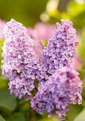 Obraz premium Lilac flowers on a tree in spring