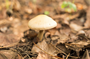 Inedible fungus grows in the woods outdoors