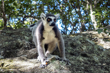 Obraz premium Wild Verreaux s sifaka lemur, Madagascar