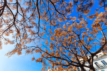 branches of two trees with yellow leaves intertwine with each other against the background of a blue and cloudless sky