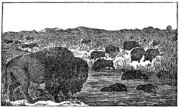 American bisons (from Das Heller-Magazin, February 8, 1834)
