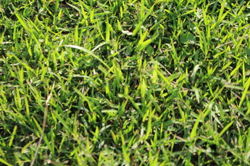 grass hd wallpaper