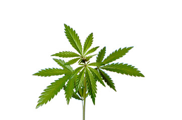 Wild Cannabis plant. Isolated on a white background.