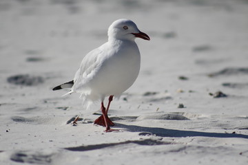 Beach Bird
